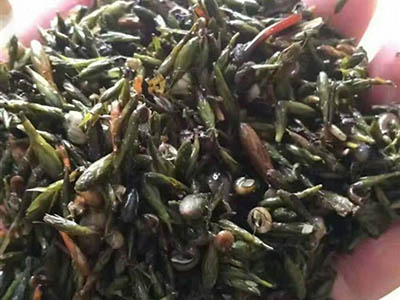 轮叶黑藻芽孢